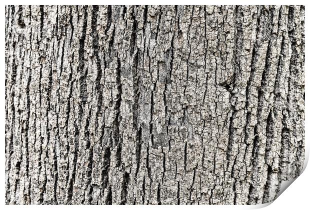 Tree Bark Background Texture Print by Radu Bercan