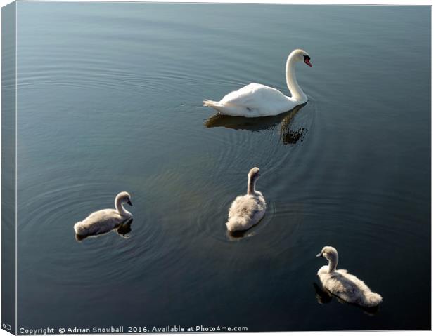 Swan and cygnets Canvas Print by Adrian Snowball