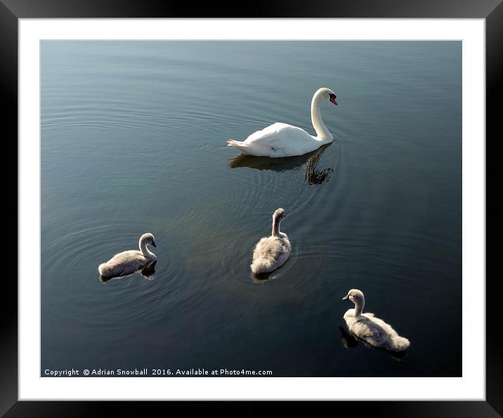 Swan and cygnets Framed Mounted Print by Adrian Snowball