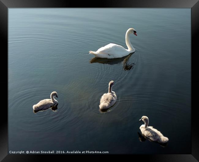 Swan and cygnets Framed Print by Adrian Snowball