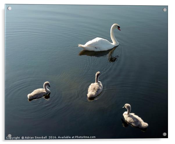 Swan and cygnets Acrylic by Adrian Snowball