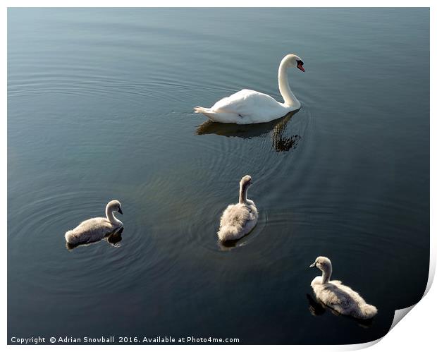Swan and cygnets Print by Adrian Snowball