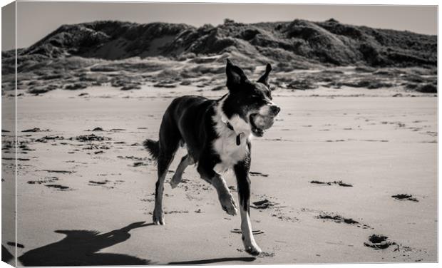 Border Collie on the Beach............ Canvas Print by Naylor's Photography
