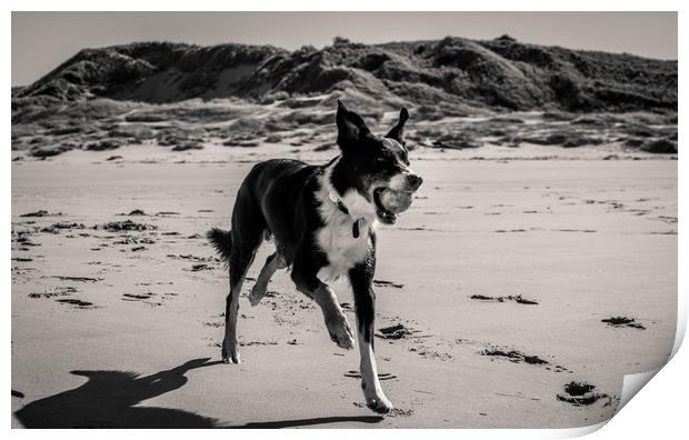 Border Collie on the Beach............ Print by Naylor's Photography