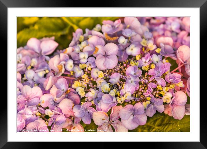 Summer Shades of Lilac Flora Framed Mounted Print by Zahra Majid