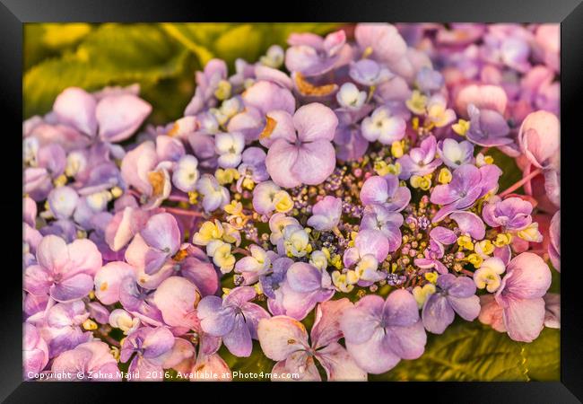 Summer Shades of Lilac Flora Framed Print by Zahra Majid