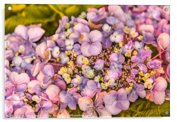 Summer Shades of Lilac Flora Acrylic by Zahra Majid