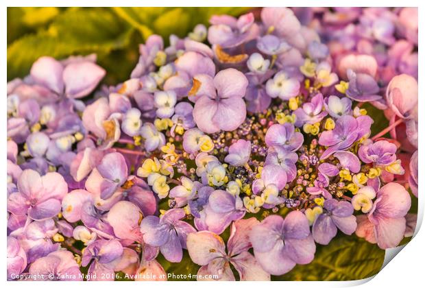 Summer Shades of Lilac Flora Print by Zahra Majid