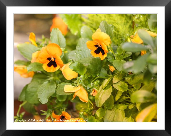 Yellow Pansy Power Framed Mounted Print by Zahra Majid