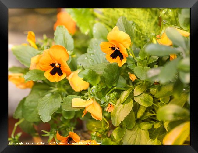 Yellow Pansy Power Framed Print by Zahra Majid