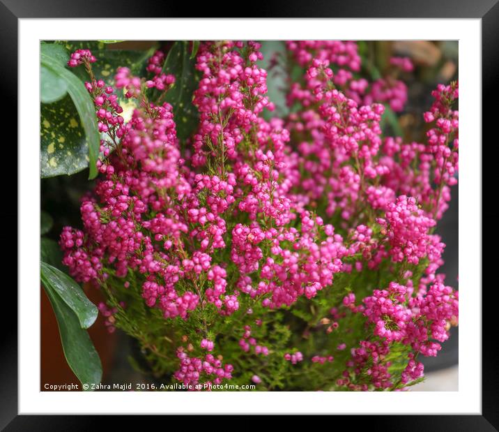 Bright Pink Jewels of Nature Framed Mounted Print by Zahra Majid