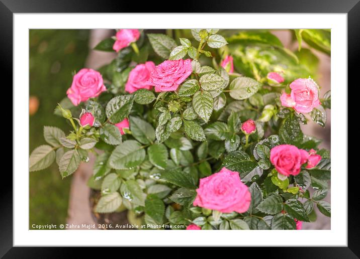 Magical Pink Roses Framed Mounted Print by Zahra Majid