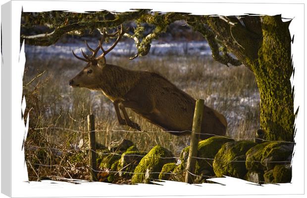 Red Deer goes for a leap Canvas Print by Jessica Patten