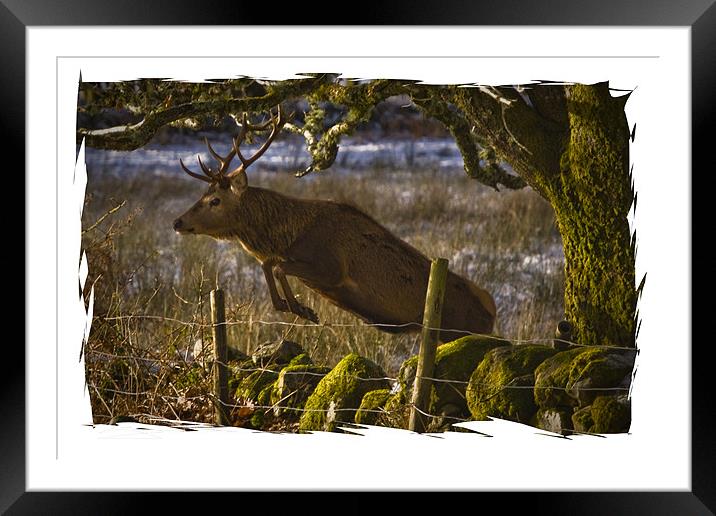Red Deer goes for a leap Framed Mounted Print by Jessica Patten