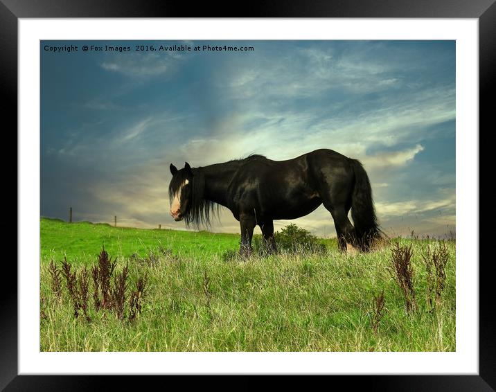 Horse in the field Framed Mounted Print by Derrick Fox Lomax