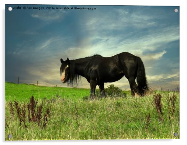 Horse in the field Acrylic by Derrick Fox Lomax