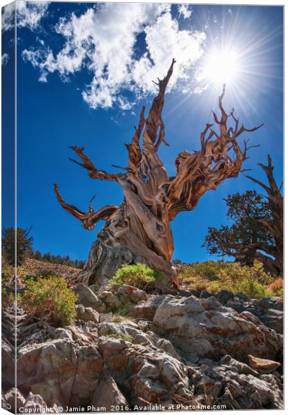 Dramatic view of the Ancient Bristlecone Pine Fore Canvas Print by Jamie Pham