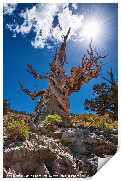 Dramatic view of the Ancient Bristlecone Pine Fore Print by Jamie Pham