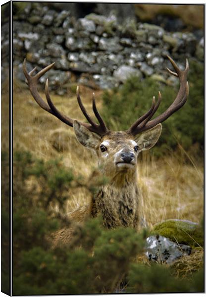 The peek-a-boo Stag Canvas Print by Jessica Patten
