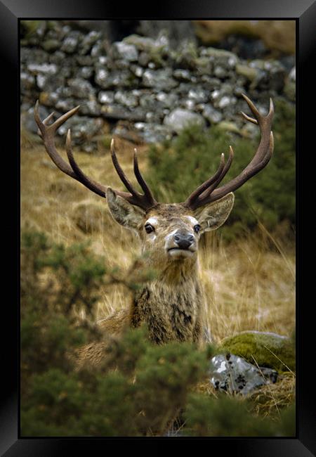 The peek-a-boo Stag Framed Print by Jessica Patten
