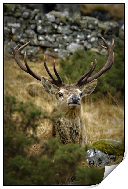 The peek-a-boo Stag Print by Jessica Patten