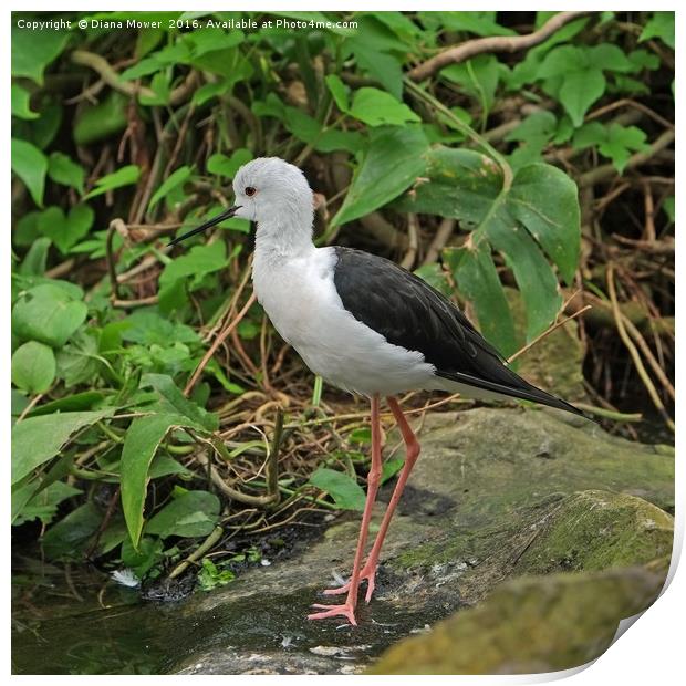 Black winged stilt  Print by Diana Mower