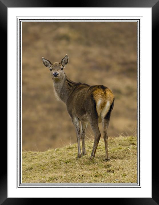 Doe a Deer Framed Mounted Print by Jessica Patten