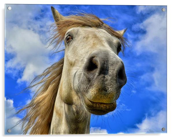 Cheeky Horse Acrylic by Angela H