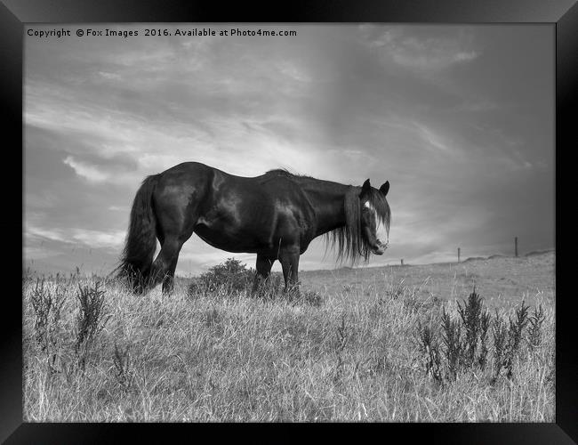 Horse in the field Framed Print by Derrick Fox Lomax