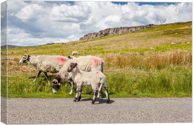 Sheep at Stanage Edge Canvas Print by George Cairns