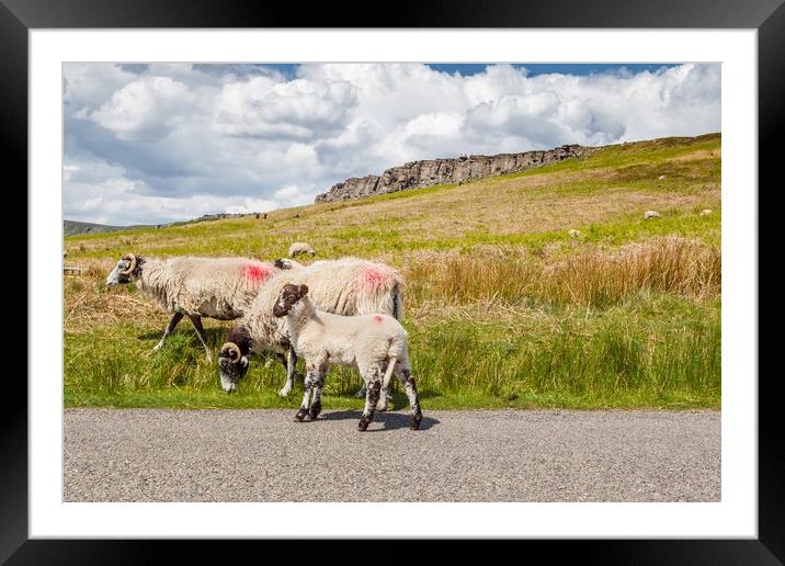 Sheep at Stanage Edge Framed Mounted Print by George Cairns