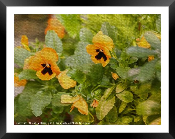Pansies on Fabric Texture Framed Mounted Print by Zahra Majid