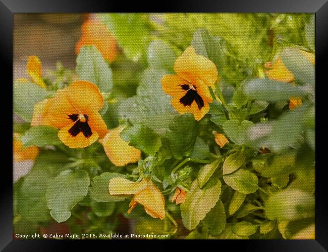 Pansies on Fabric Texture Framed Print by Zahra Majid