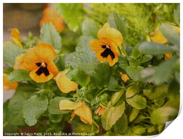 Pansies on Fabric Texture Print by Zahra Majid