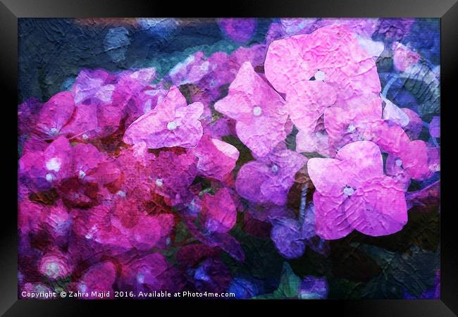 Purple Pink Fluid Flora Framed Print by Zahra Majid