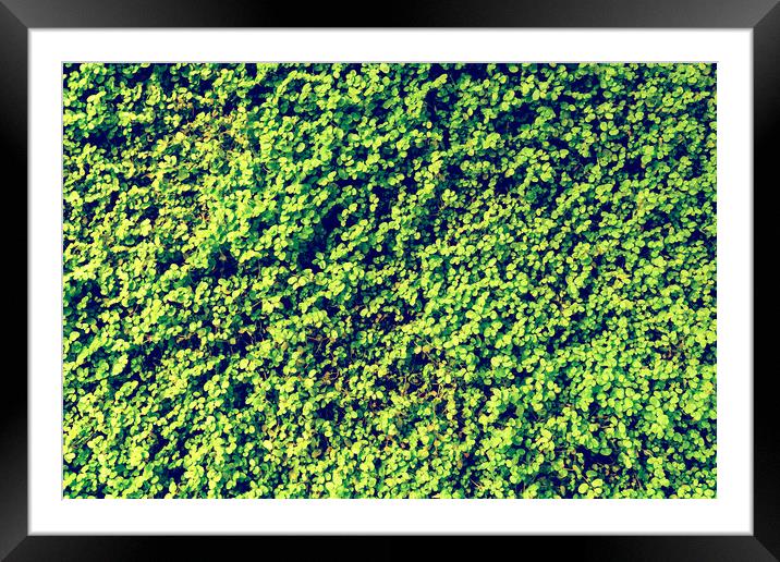 Green Angel Tear Plant Or Pollyanna Vine (Soleirol Framed Mounted Print by Radu Bercan