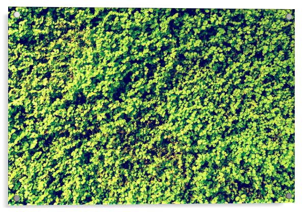 Green Angel Tear Plant Or Pollyanna Vine (Soleirol Acrylic by Radu Bercan
