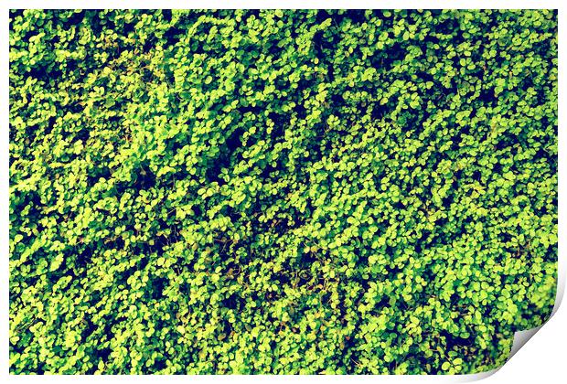 Green Angel Tear Plant Or Pollyanna Vine (Soleirol Print by Radu Bercan