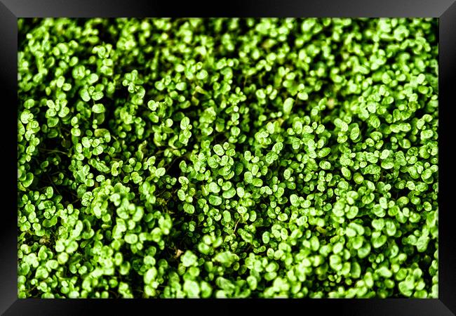 Green Angel Tear Plant Or Pollyanna Vine (Soleirol Framed Print by Radu Bercan