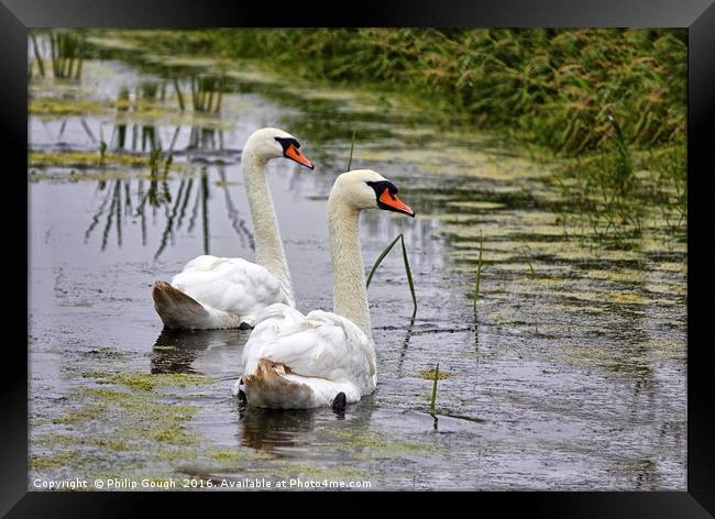 Swans on The Levels Framed Print by Philip Gough