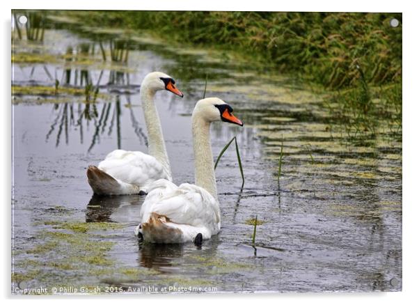 Swans on The Levels Acrylic by Philip Gough