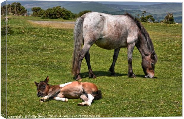 Dartmoor Ponies resting Canvas Print by Philip Gough