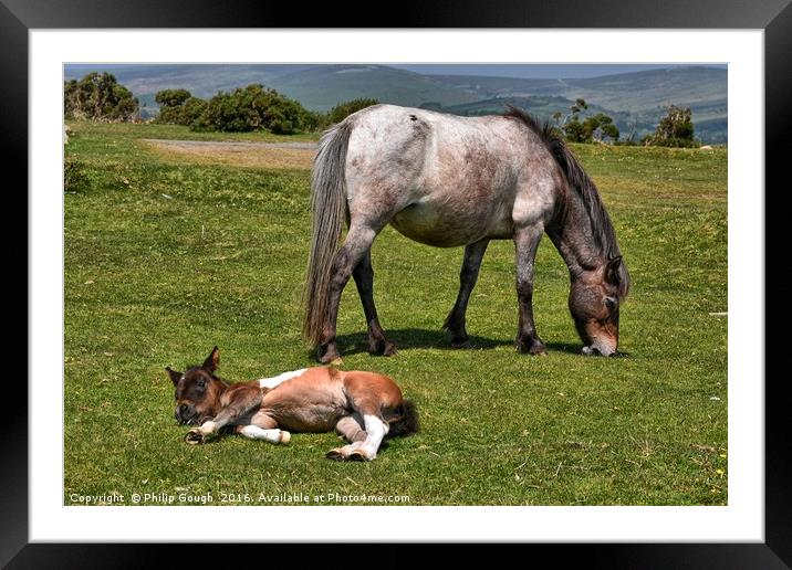 Dartmoor Ponies resting Framed Mounted Print by Philip Gough