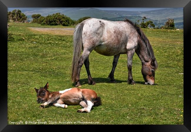 Dartmoor Ponies resting Framed Print by Philip Gough