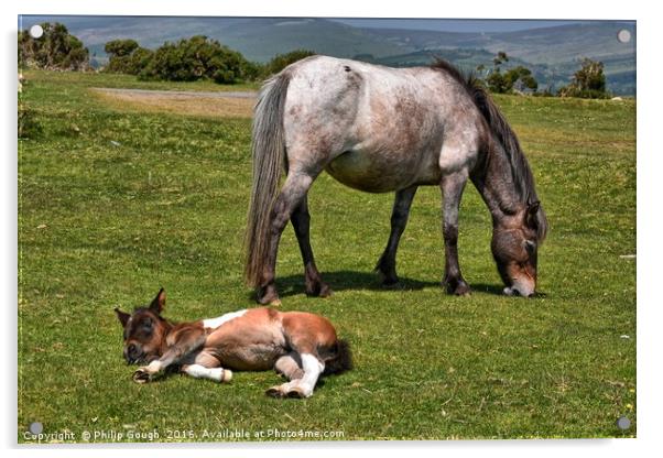 Dartmoor Ponies resting Acrylic by Philip Gough