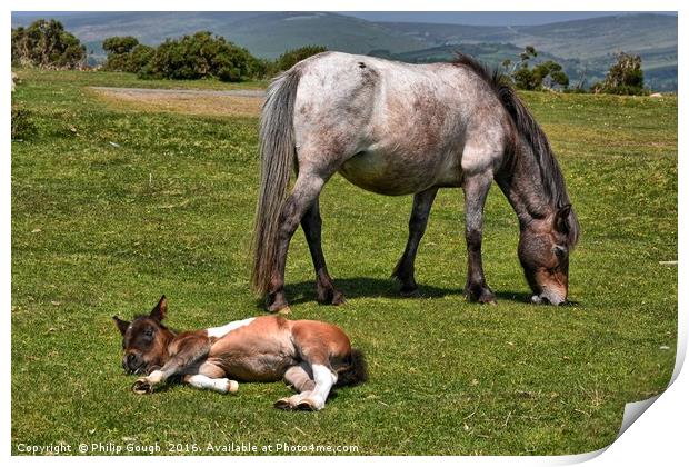 Dartmoor Ponies resting Print by Philip Gough