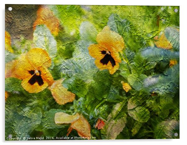 Yellow Pansies Like a Painting Acrylic by Zahra Majid