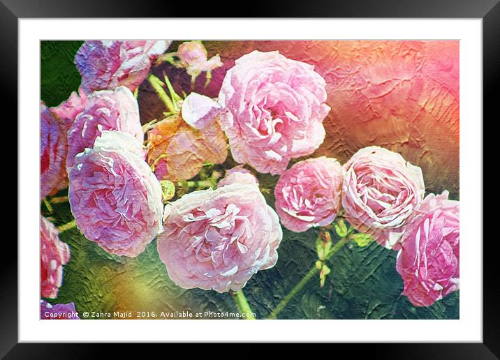 Pretty Pink Roses for Summer Framed Mounted Print by Zahra Majid
