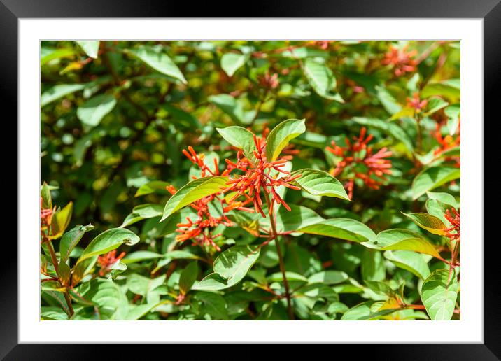 Firebush Or Hummingbird Bush (Hamelia Patens) Flow Framed Mounted Print by Radu Bercan