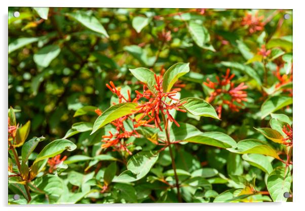 Firebush Or Hummingbird Bush (Hamelia Patens) Flow Acrylic by Radu Bercan